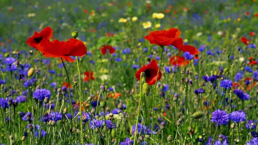 Slow motion movie showing a field of pretty wild flowers gently swaying in the breeze focussing on the poppies and cornflowers in the foreground. A stunning summer meadow with natural beauty Royalty-Free Stock Footage #1107682311
