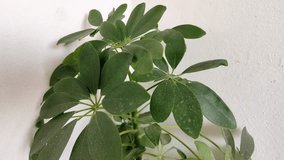 Houseplant a big and evergreen plant Schefflera, 4K video