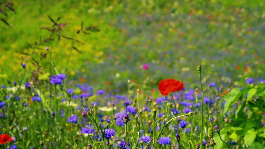 A field of beautiful and vibrant wild flowers with a defocused background where a woman is walking through the field picking a bunch of flowers Royalty-Free Stock Footage #1107682497