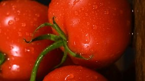  Fresh ripe red tomato branch under rain water drops. Macro. Vertical video. - Powered by Shutterstock - Get 15% off with code: PIKWIZARD15