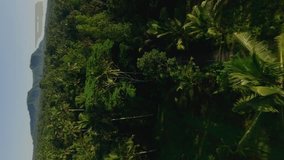 Vertical video. Aerial low view sunny tropical between forest palm trees mountain bright sun Asian paradise landscape. FPV sport drone shot woodland greenery sunset sunrise lush rainforest village 4k