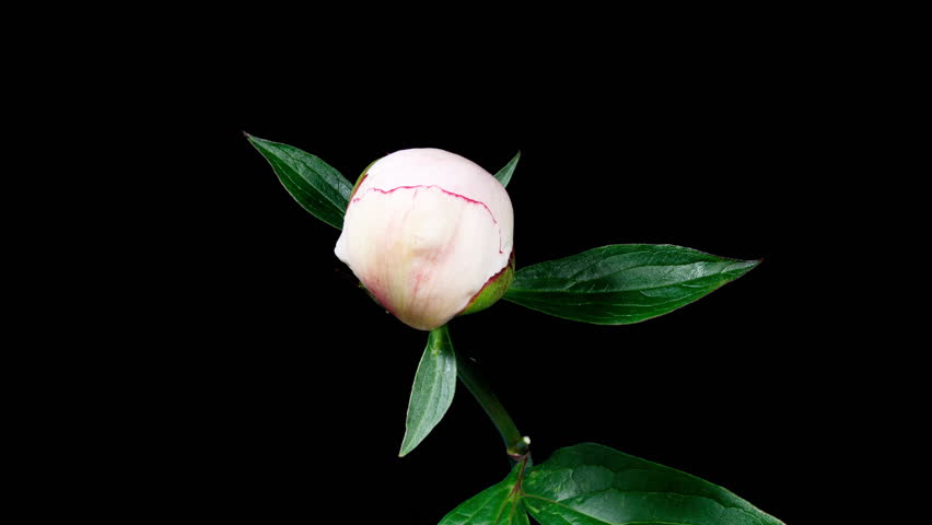 White Pink Peony Blooming in Time Lapse on a Black Background. Tender Flower Moving Petals Close Up While Blossoming. Tender Spring Flower with Yellow Center Royalty-Free Stock Footage #1107688811