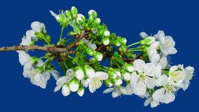 White Flowers of Cherry Blossom on a Cherry Tree Branch Close up. Creative Time Lapse Video of the Blooming White Petals of a Cherry Flower on a Blue Background