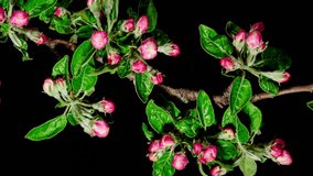 Pink Apple Flowers Blooming in Time Lapse on a Black Background. Spring Tree Blossoms. Beautiful White Flowers Opens Fast With Moves Yellow Stamens. Vertical Video
