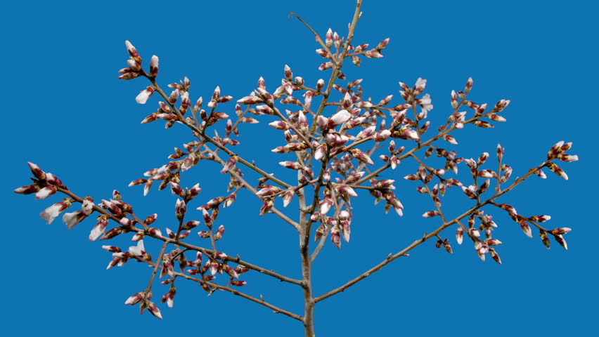 Almond Flowers Bloom in Time Lapse on a Blue Background. Macro Timelapse Video of Spring Tree Blossoming Branch. Birth of Nature Royalty-Free Stock Footage #1107689305