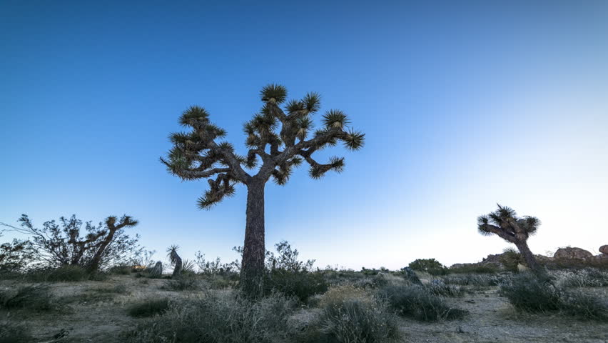 Day to night timelapse in Joshua Tree shows the formation and movement of the Milky Way as day becomes night.