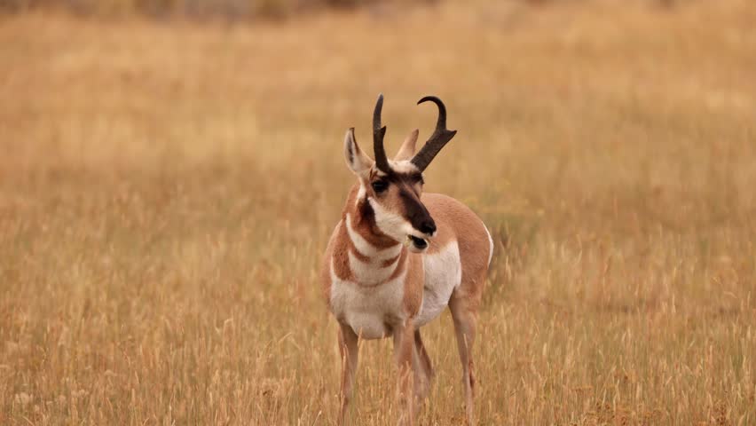 Pronghorn in Yellowstone National Park in Wyoming