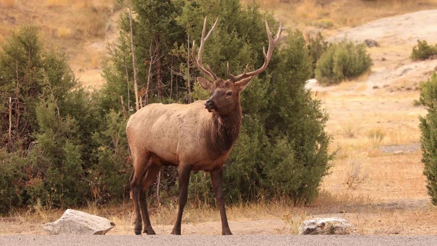 Wild elks neat the Mammoth Hot Springs in Yellowstone National Park, Wyoming.