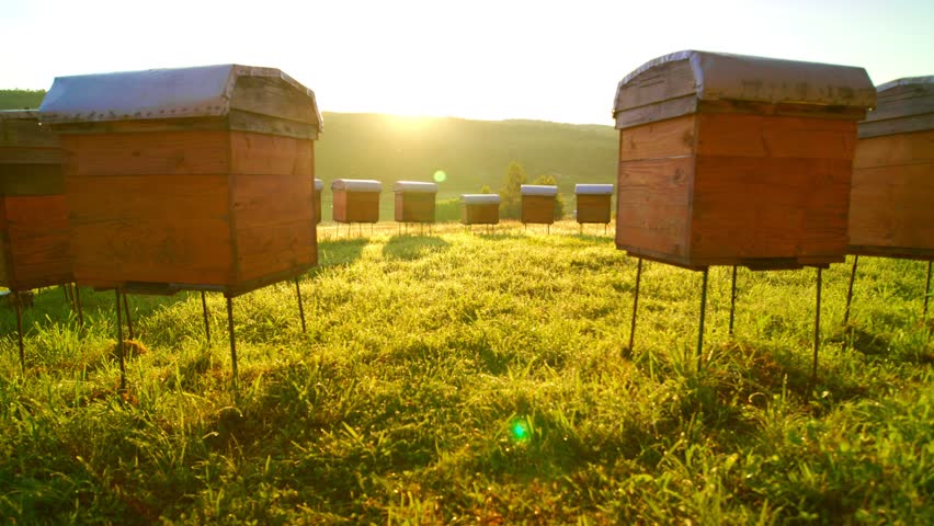 Modern apiary outside consisting of lots of beehives and bees flying around. Beautiful wooden hives standing on grass. Beekeeping concept. Apiculture sphere. Royalty-Free Stock Footage #1107693295