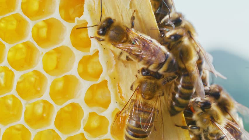 Extreme close-up of bees making organic honey in beehive in honeycombs. Beauty of nature. Little hard-working bees producing natural organic food. Beekeeping concept.