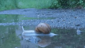 Snail crawling through a puddle