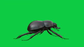 The Beetle Is Crawling Across The Entire Green Screen
