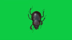 The Beetle Is Crawling Across The Entire Green Screen