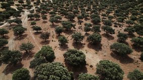 Panoramic view of the savannah with round green trees with a dense crown among the dried grass, drone video