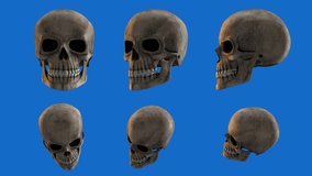 human body head skull isolated background. 