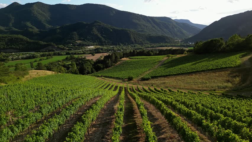 Aerial drone view over vineyards, towards agricultural fields, during sunset . Tidy rows of grapes ripening in the glow of the setting sun with mountainous terrain in the background in southern France Royalty-Free Stock Footage #1107715521