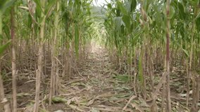 Camera point of view farmer walking through corn. - Powered by Shutterstock - Get 15% off with code: PIKWIZARD15