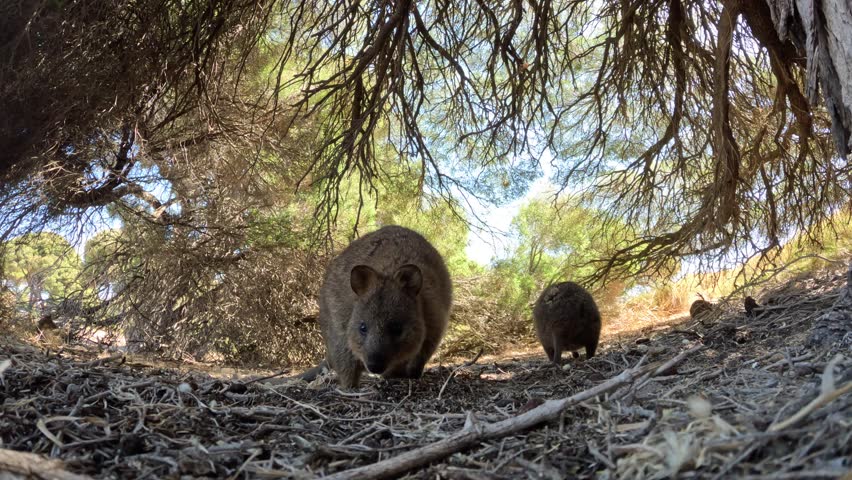 Curious Quokka is checking out the camera. Quokka licking on camera. A small kangaroo on the ground walking towards the camera. Funny and adorable quokkas on Rottnest Island, Western Australia.  Royalty-Free Stock Footage #1107719489