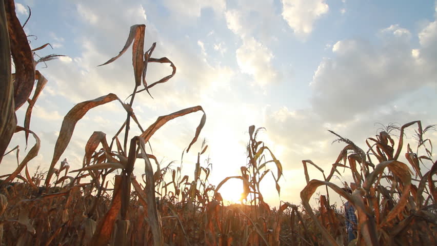 Asian farmer looking at dead corn and walking out scene, climate change and  rising temperature are affect crop yields and food production concept. Royalty-Free Stock Footage #1107722567