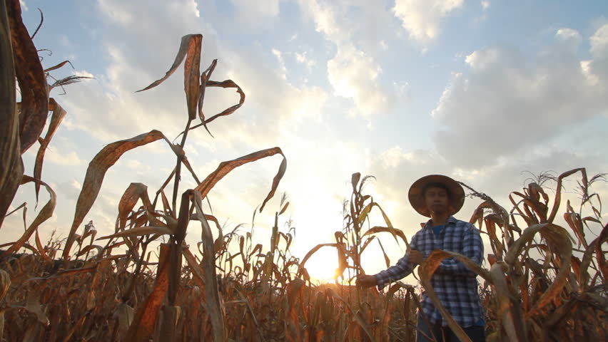 Asian farmer looking at dead corn and walking out scene, climate change and  rising temperature are affect crop yields and food production concept.