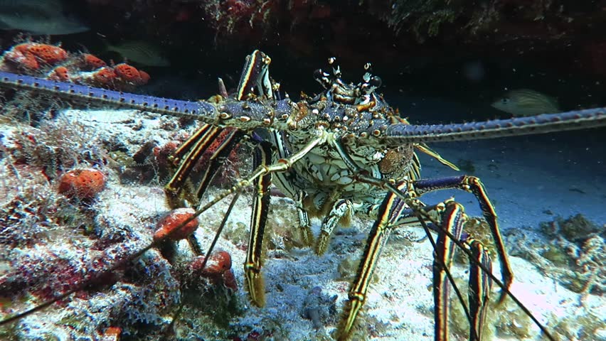A Caribbean Spiny Lobster (Panulirus argus) walks out of hidding in a shallow reef in Cozumel island, Mexico