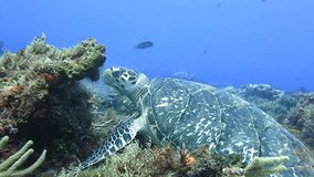 A hawksbill turtle (Eretmochelys imbricata) feeds in the reef