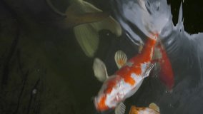 Vertical video of two carp swimming in a lake of male carp