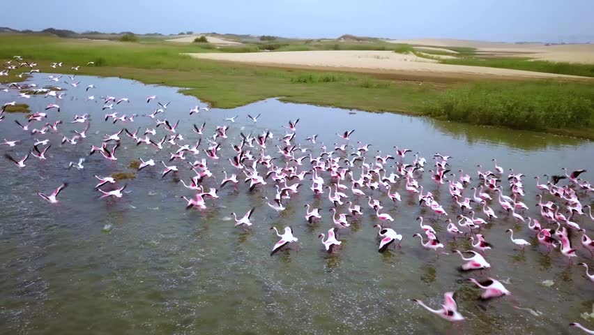 Aerial drone footage of a huge colony of lesser flamingos Phoenicopterus minor. Flying close to flamingos near Walvis Bay in Namibia. Rosy flamingo birds feeding in a lagoon. High quality 4k footage Royalty-Free Stock Footage #1107729189