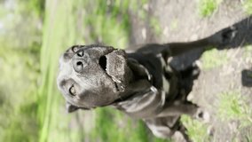 Dog breed Cane Corso. vertical video.