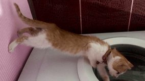 The kitten is playing with the washing machine. vertical video.