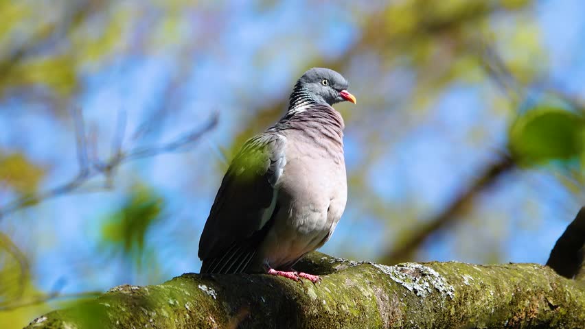 wood pigeon (Columba palumbus) sits on a branch and basks in the sun in spring