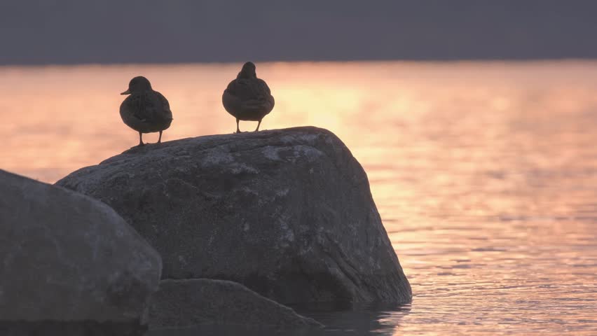 Two ducks resting on a rock in a lake at sunset while two ducks passes floating.