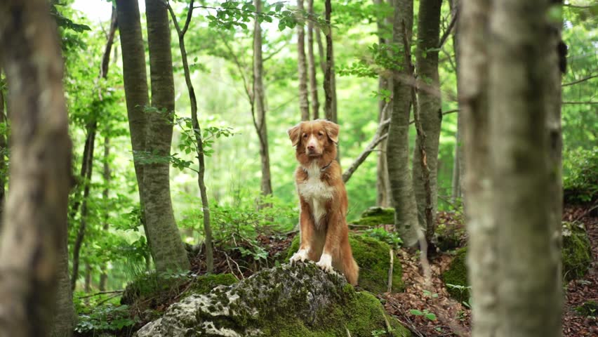 dog in the green forest. Nova Scotia duck tolling retriever in nature. Pet on a walk Royalty-Free Stock Footage #1107738135
