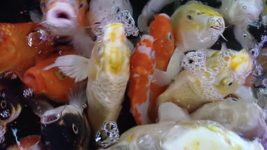 Colorful Koi fish or Japanesse Koi carps pop out over the water to search of food.