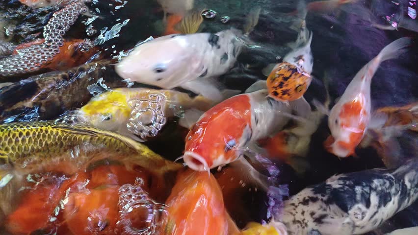 Colorful Koi fish or Japanesse Koi carps pop out over the water to search of food.