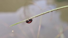 videos of small beetles perched on the grass