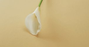 Video of white kalia flower with copy space on yellow background. Colour, nature and flower concept.