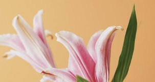 Video of pink lily flowers and leaves with copy space on yellow background. Colour, nature and flower concept.