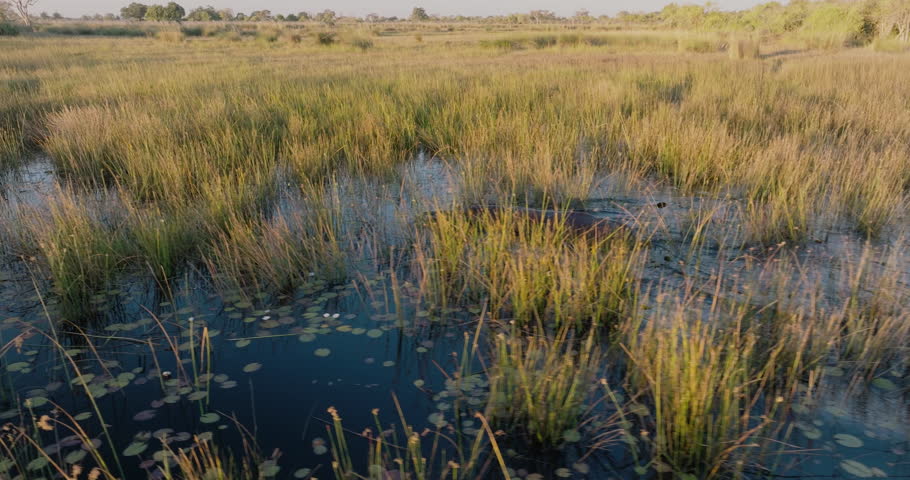 Aerial close-up. Hippopotamus swimming in the long grass in a river,  Okavango Delta Royalty-Free Stock Footage #1107753579