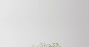 Video of white flowers in glass vase with copy space on white background. Colour, nature and flower concept.
