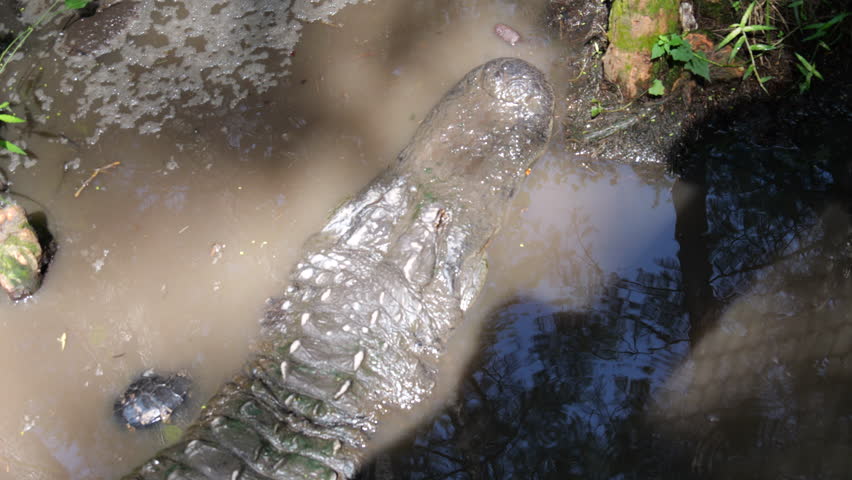Large Crocodilian Reptile - American Alligator in Southern Swampy Bayou Habitat