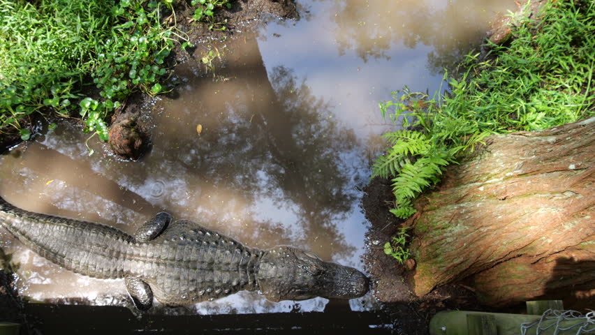 Large Crocodilian Reptile - American Alligator in Southern Swampy Bayou Habitat