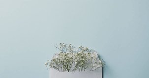Video of white flowers in white envelope and copy space on blue background. Colour, nature and flower concept.