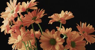 Video of orange flowers with copy space on black background. Colour, nature and flower concept.