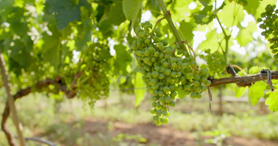 Ripe berries of white grapes in the sunlight hanging on the vineyard, close-up footage