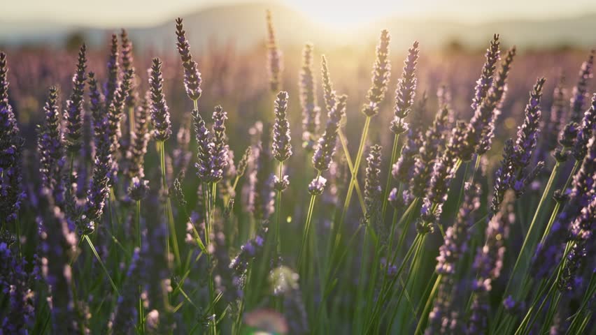 Lavender field at sunset, Provence, France. Backlit purple lavender flowers sway in the wind. Steadicam shot of violet lavender bloomig flowers