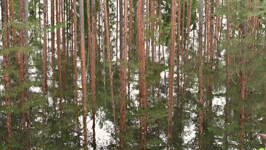 The pine forest is reflected on the surface of the Scandinavian lake