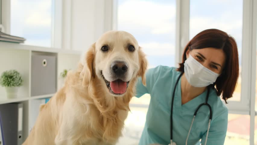 Woman vet in protective face mask beside golden retriever dog and cat in veterinary clinic