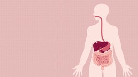 Journey Through The Digestive System video.