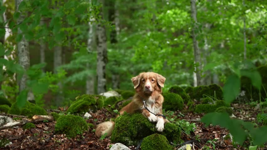 dog in the green forest. Nova Scotia duck tolling retriever in nature. Pet on a walk Royalty-Free Stock Footage #1107771955